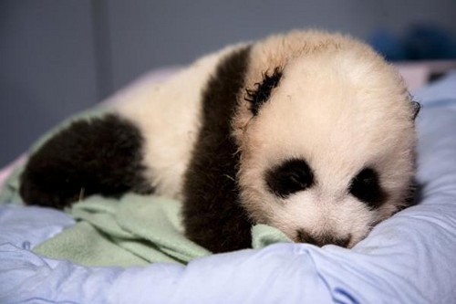cute panda pics