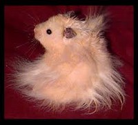 fluffy teddy bear hamster