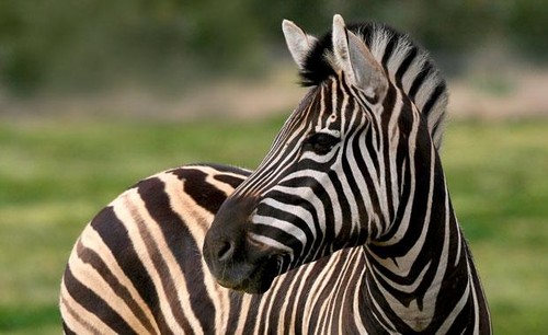  Black and White zèbre, zebra