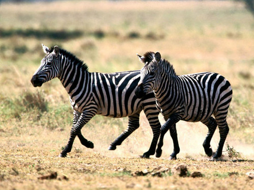  Black and White зебра