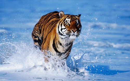  Brownish কমলা Tiger