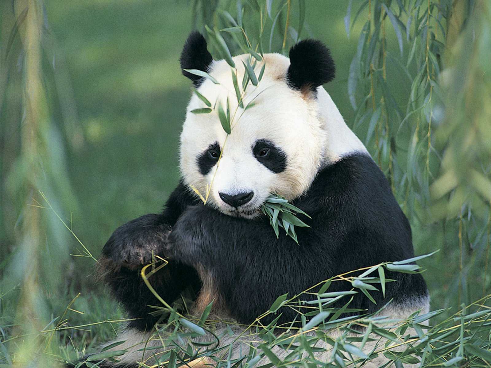 Cute Black And White Panda Warna Foto 34704864 Fanpop