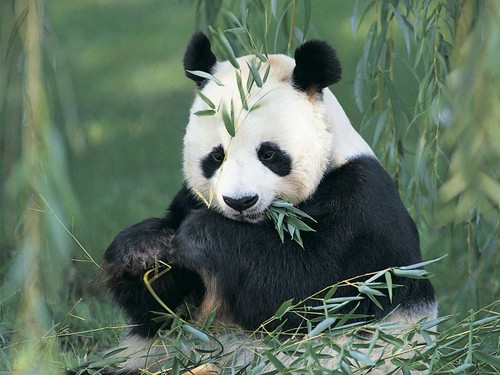  Cute Black and White Panda
