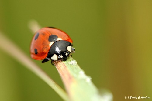  Ladybug