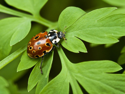  Ladybug দেওয়াল