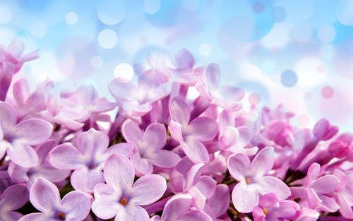  màu hoa cà, lilac hoa