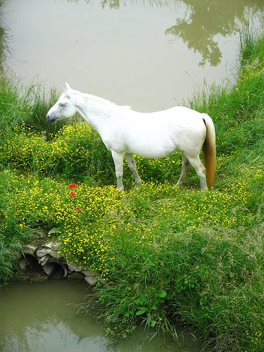  Stunning White Horse