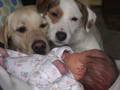 dogs & baby - beautiful-pictures photo