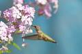 hummingbird - animals photo