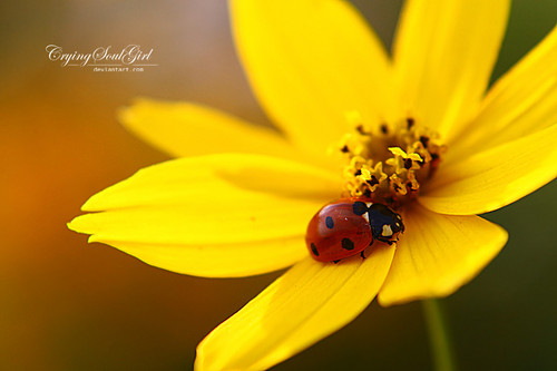  ladybug
