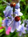 ladybugs - beautiful-pictures photo