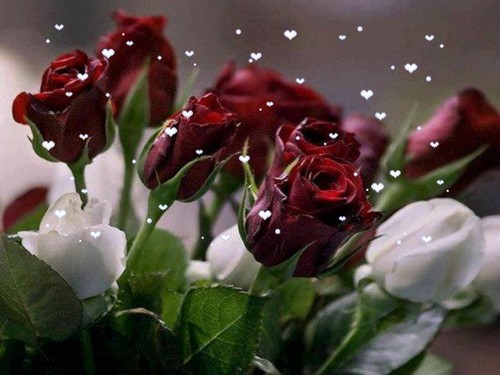  गुलाब & hearts