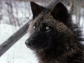 Black wolf - alpha-and-omega fan art