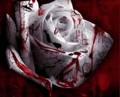 Blood Rose - random photo