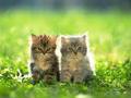 Kittens <3 - animals photo