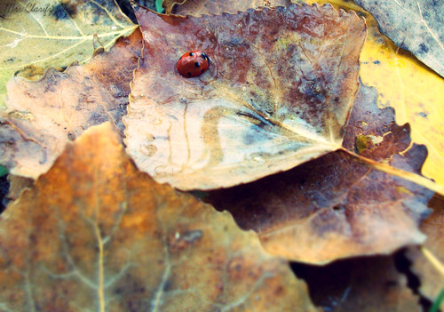  Ladybug