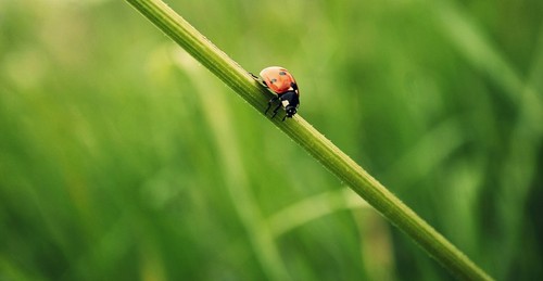  Suicidal_Ladybug