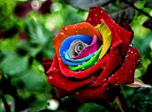  colorful rose