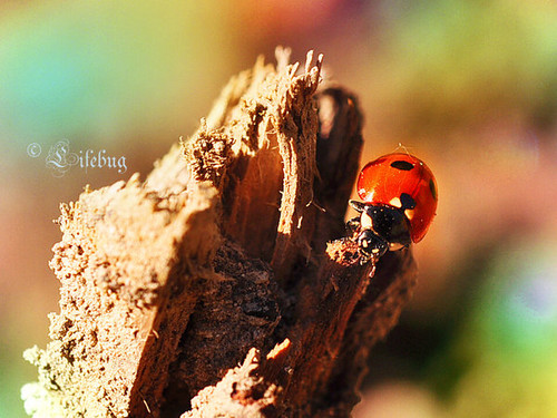  humble_ladybug