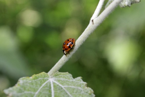  ladybugs