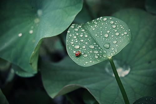  lucky_ladybug