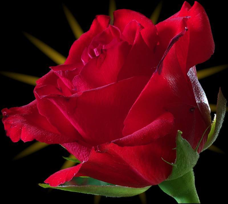 red rose - Flowers Photo (34825661) - Fanpop