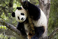 Cute Panda Bears - animals photo