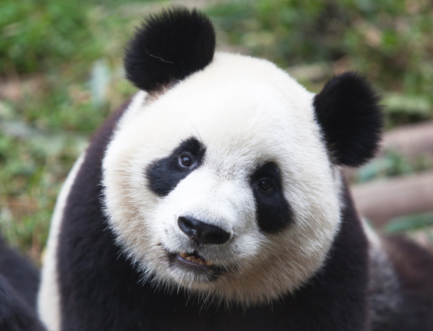 [Immagine: Cute-Panda-Bears-animals-34916401-1455-1114.jpg]