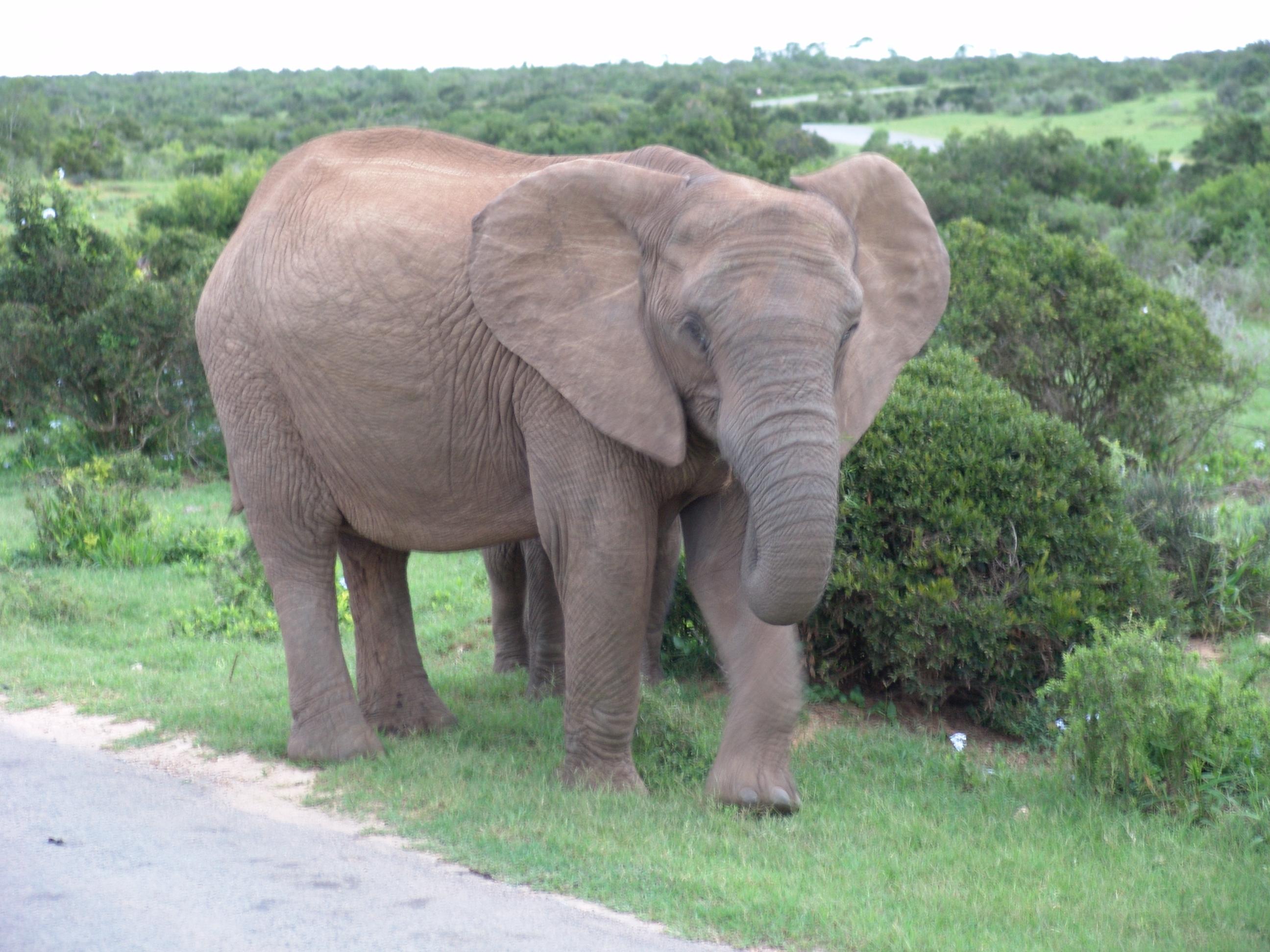 Elephant - Animals Photo (34914891) - Fanpop
