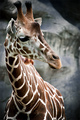 Giraffe  - animals photo