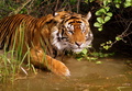 Handsome Tiger - animals photo