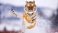 Handsome Tiger - animals photo