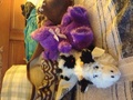 My Stuffed Animals In The Philiphines - random photo