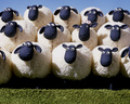 Shaun the Sheep - random photo