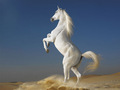 Stunning White Horse - animals photo