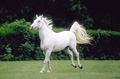 Stunning White Horse - animals photo