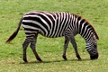Zebra - animals photo