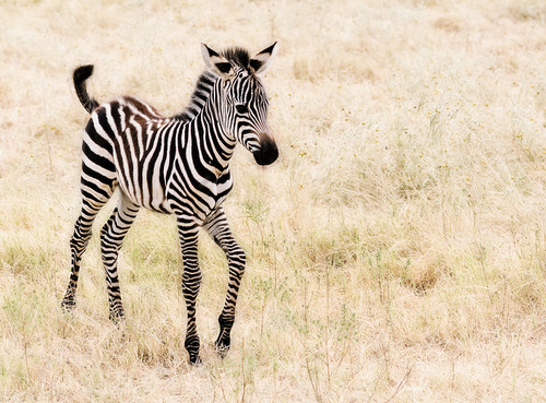 kuda zebra, zebra