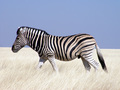 Zebra - animals photo