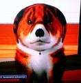 Dog-Tiger) PS3 - the-sims-3 photo