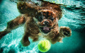 Dogs in pools - animals photo
