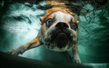 Dogs in pools - animals photo