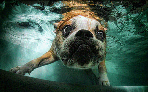 Dogs in pools