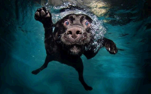  개 in pools