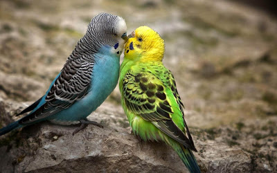  tình yêu Birds hình nền