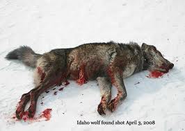 Stop Wolf Slaughter 