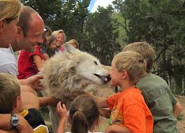 Stop Wolf Slaughter