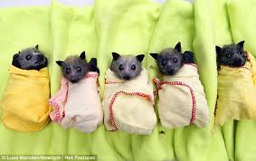  Cute Bats