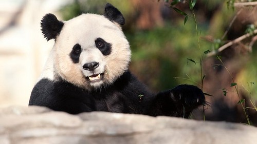  Cute पांडा ♡