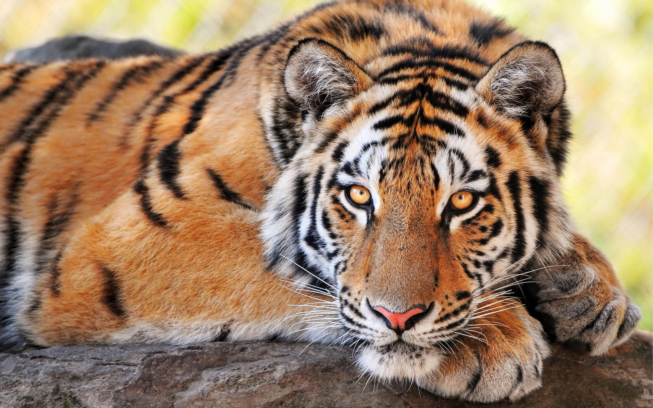 Elegant-Tiger-tigers-35203977-2560-1600.